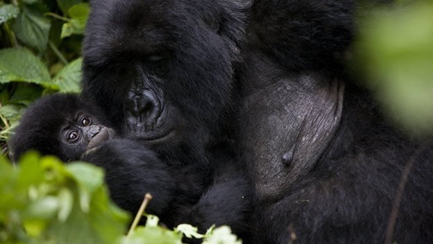 Gorilas amenazados