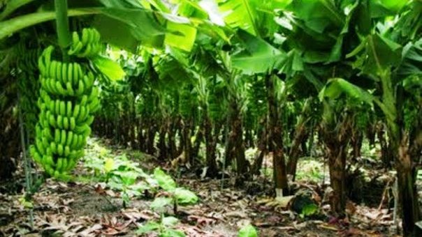 En Apatzingán se desperdician 100 toneladas de plátano al día