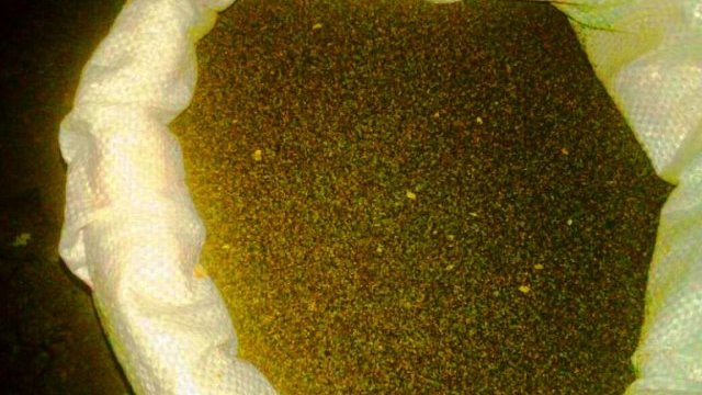 Aseguran semilla de amapola, cartuchos y explosivo C-4 en Guachochi