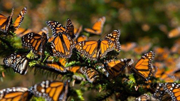 Se triplica superficie ocupada por mariposa Monarca en sitios mexicanos