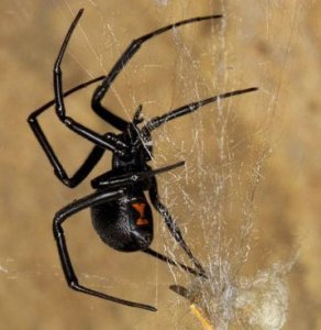 Aumentan riesgos por mordedura de arañas
