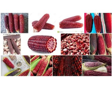 Para los totonacas, el maíz rojo es el jefe de todos los maíces del mundo
