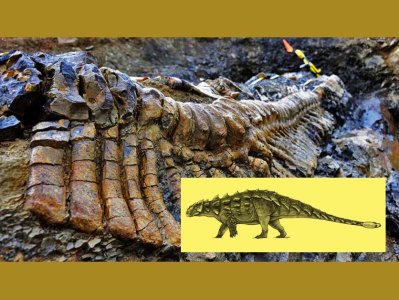 Hallan fósil de dinosaurio acorazado en el desierto de Coahuila