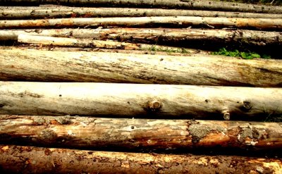 Busca comisión de Ecología del Congreso regular la tala de bosques