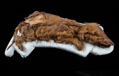 Hallan en Canadá una cría de lobo congelada de 57 mil años