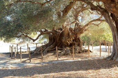 Fabuloso: el olivo que tiene 4,000 años de vida y sigue dando aceitunas
