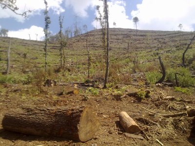 Exhorta Congreso a autoridades ambientales a terminar con la tala clandestina